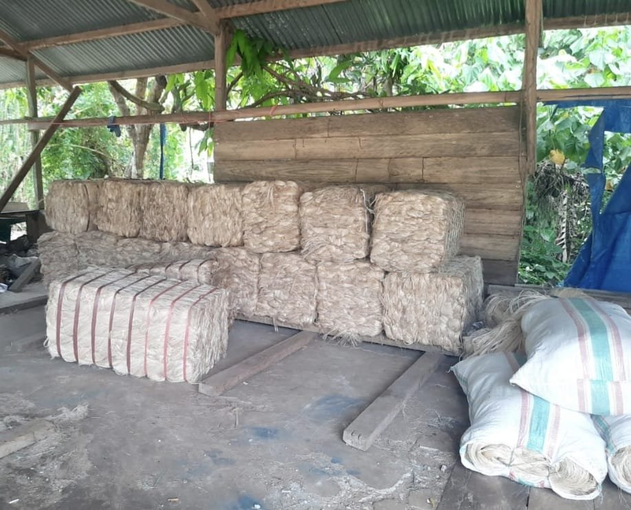 Abaca Fiber from Talaud, North Sulawesi Abaca Fiber from Talaud, North Sulawesi