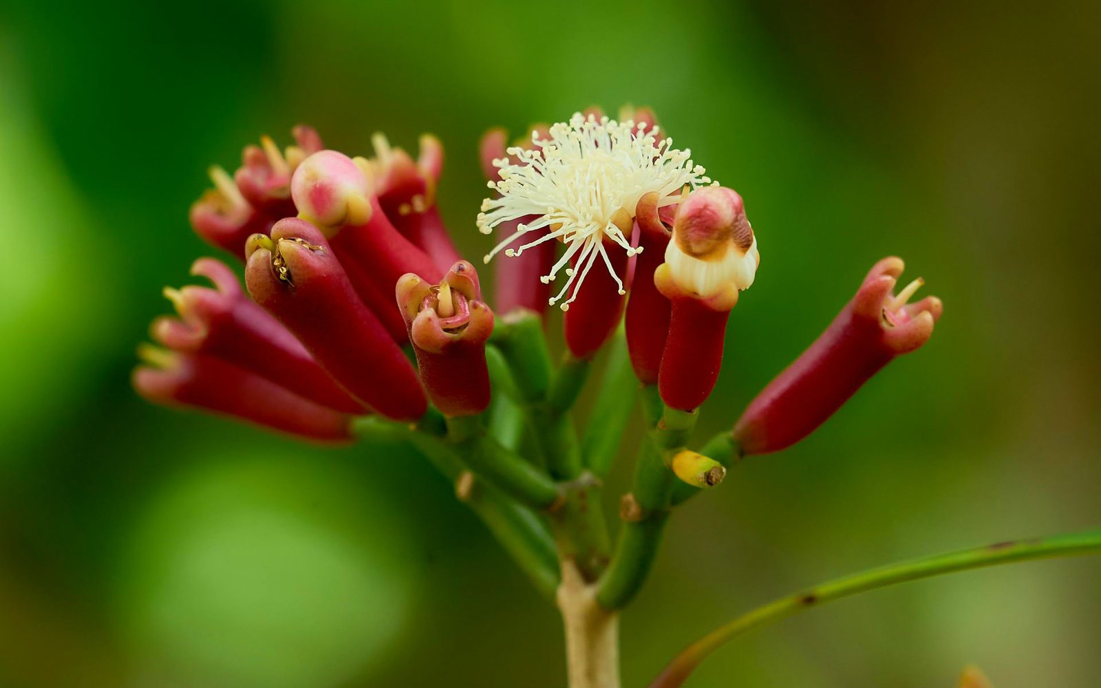 cloves-north-sulawesi Cloves from North Sulawesi