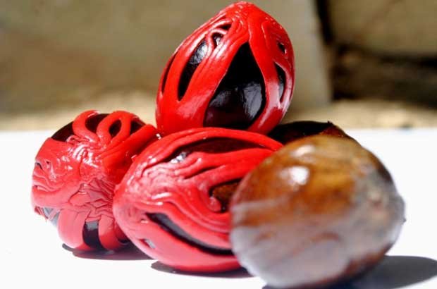 Cloves from North Sulawesi Cloves from North Sulawesi