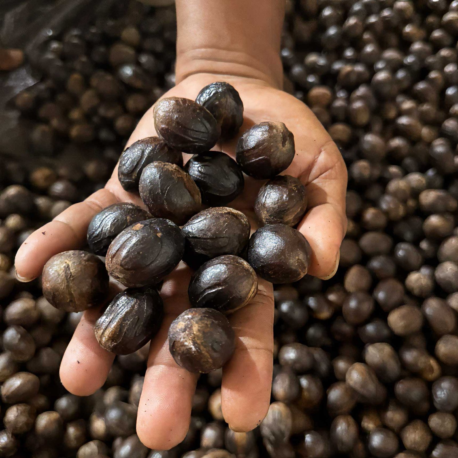 Nutmeg Seeds, Siau Island, North Sulawesi Nutmeg Seeds, Siau Island, North Sulawesi